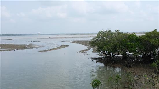 潮水退去，儋州湾裸露的淤泥质滩涂是鸻鹬类候鸟的天堂。 澎湃新闻记者 刁凡超 图